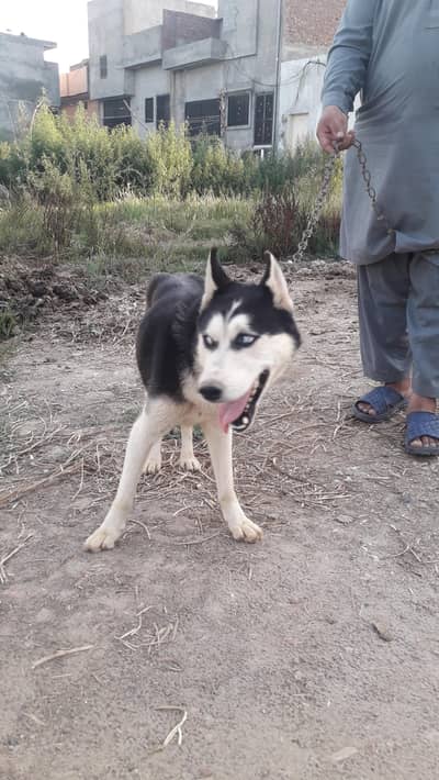 siberian husky