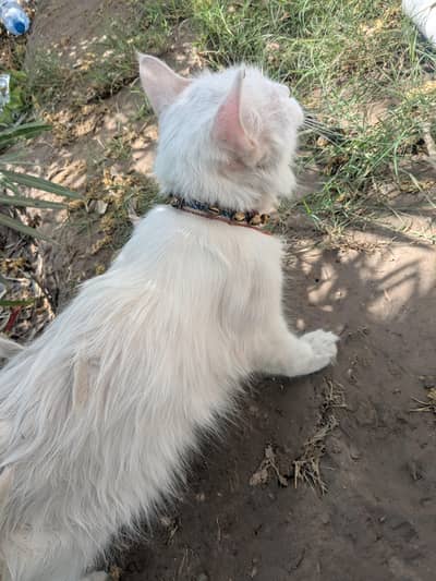 Female cat for sale