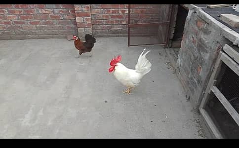 jora dasi murgi laying eggs