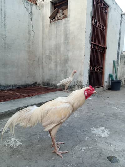 Aseel Heera Pair for sale