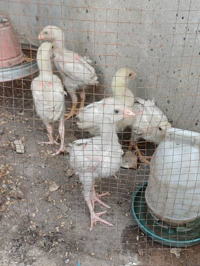 5 pure paper white tall breed qandahari heera aseel chicks for sale