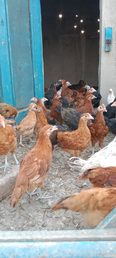 golden mystery full active chick sale