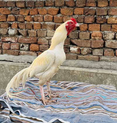 White heera boska aseel age 1.5 year WhatsApp number 03216263662