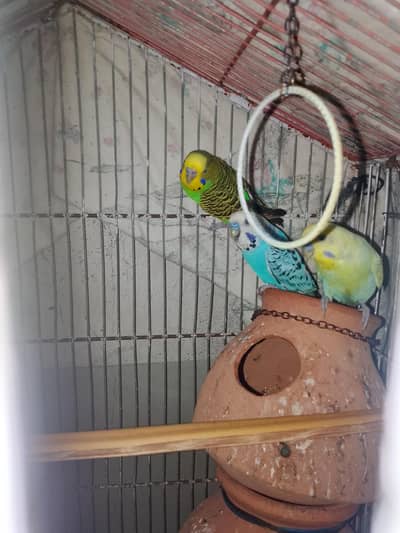 4 male 5 female