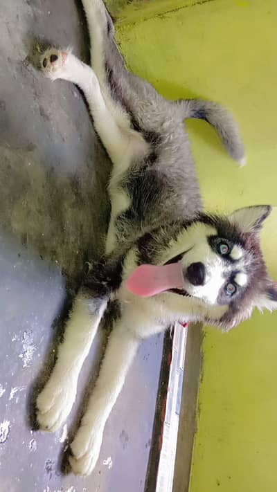 active puppy huskysiberian health puppy