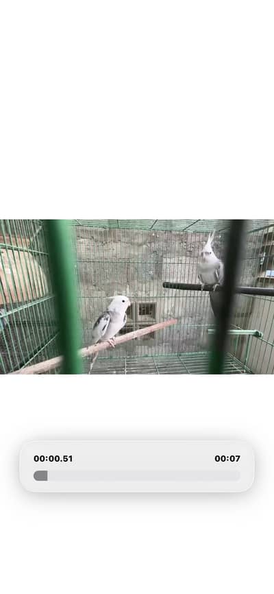 Cockatiel breeding pair