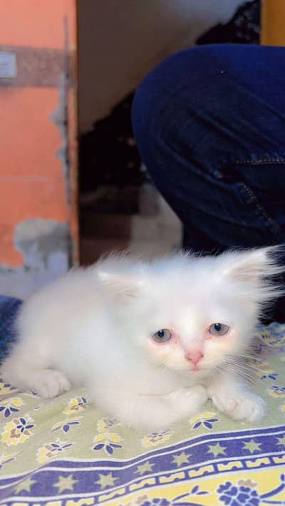 PERSIAN TRIPLE COAT