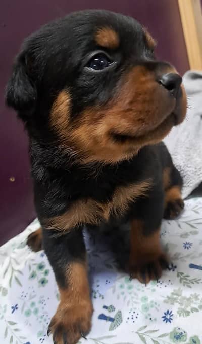 Shihtzu and Rottweiler pups 03075273683
