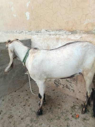 qurbani walay bakray