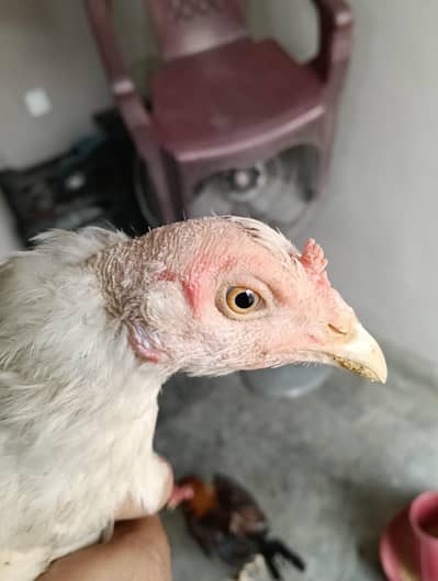 White Aseel Madi for sale