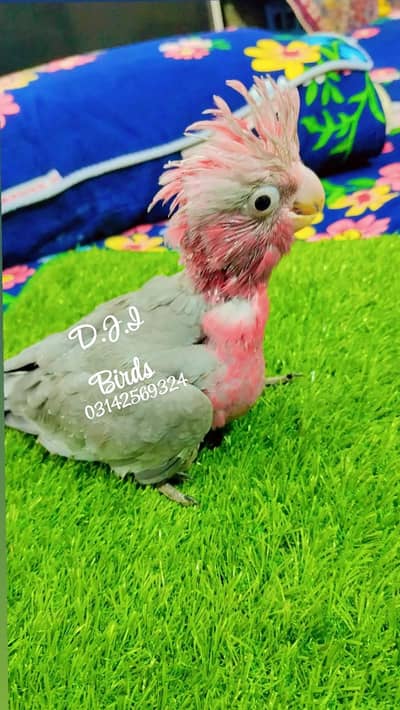 Galah cockatoo