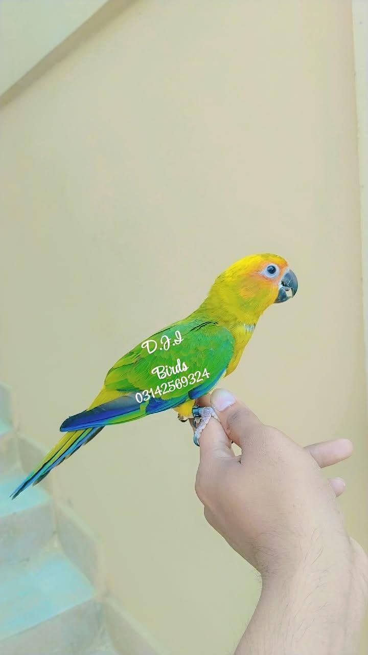 sunconour 0