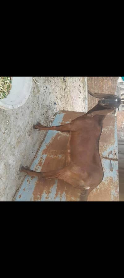 bakri, goat, bhair, sheep, bakra