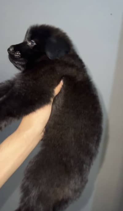 Black German shepherd