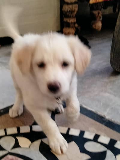 male dog