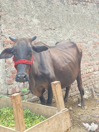 Jersi cross cow