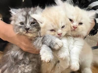 Persian kittens triple coated