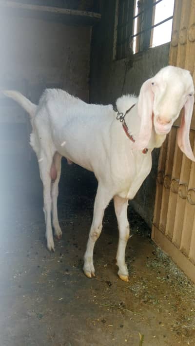 gulabi pink nose white  eyes