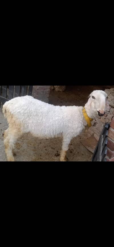 Male sheep age 10 months kheera gar ka pala howa ha