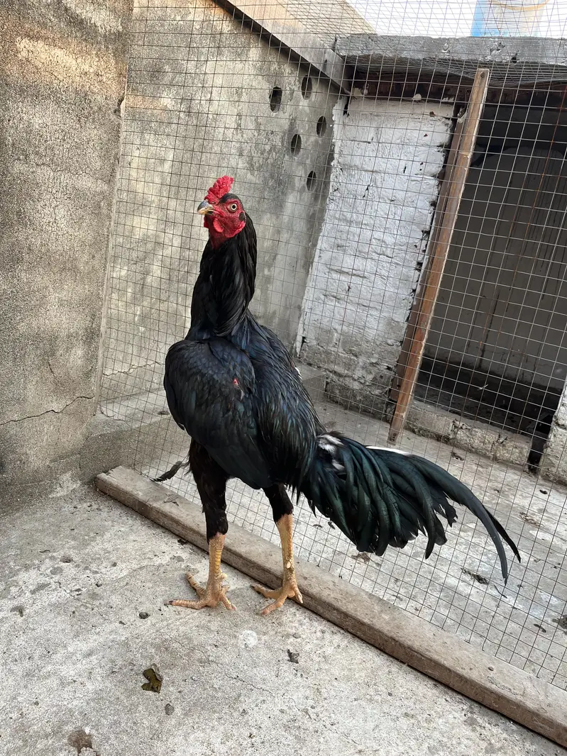 Aseel Mushka top bloodline young patha — photo 2