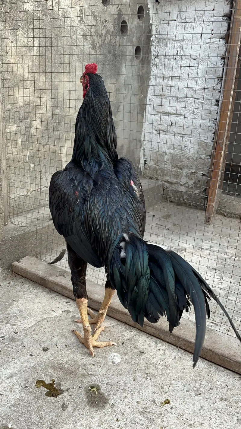 Aseel Mushka top bloodline young patha — photo 3