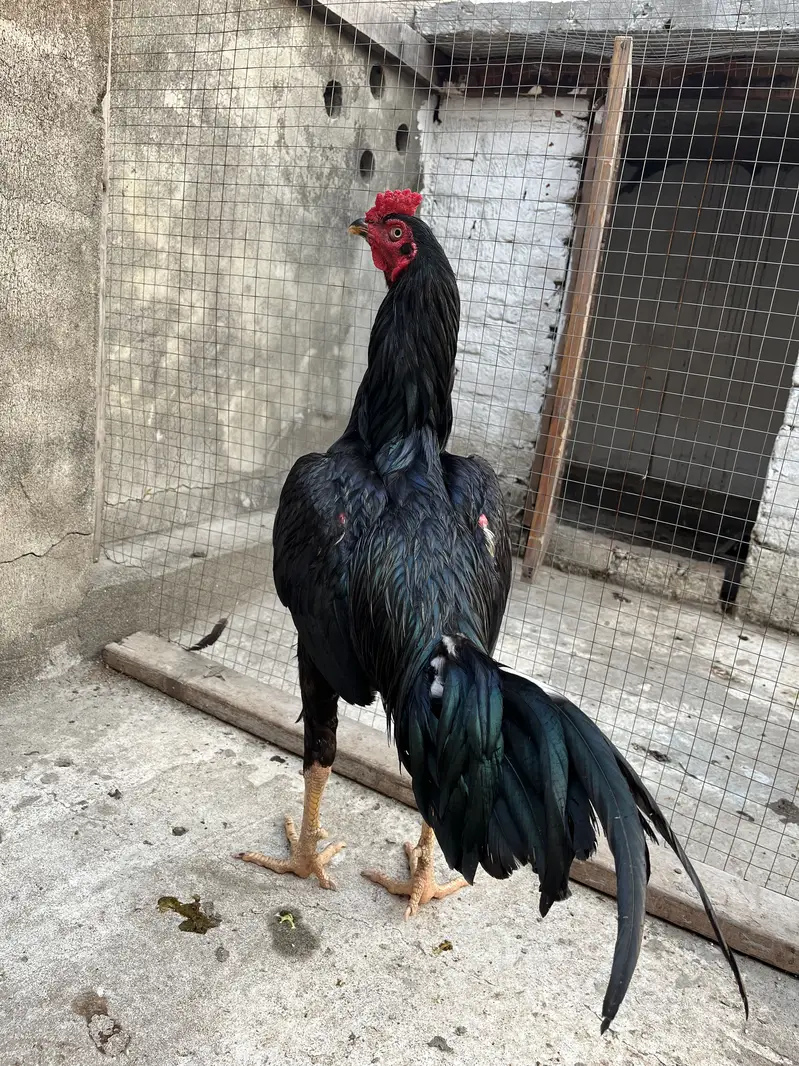 Aseel Mushka top bloodline young patha — photo 4