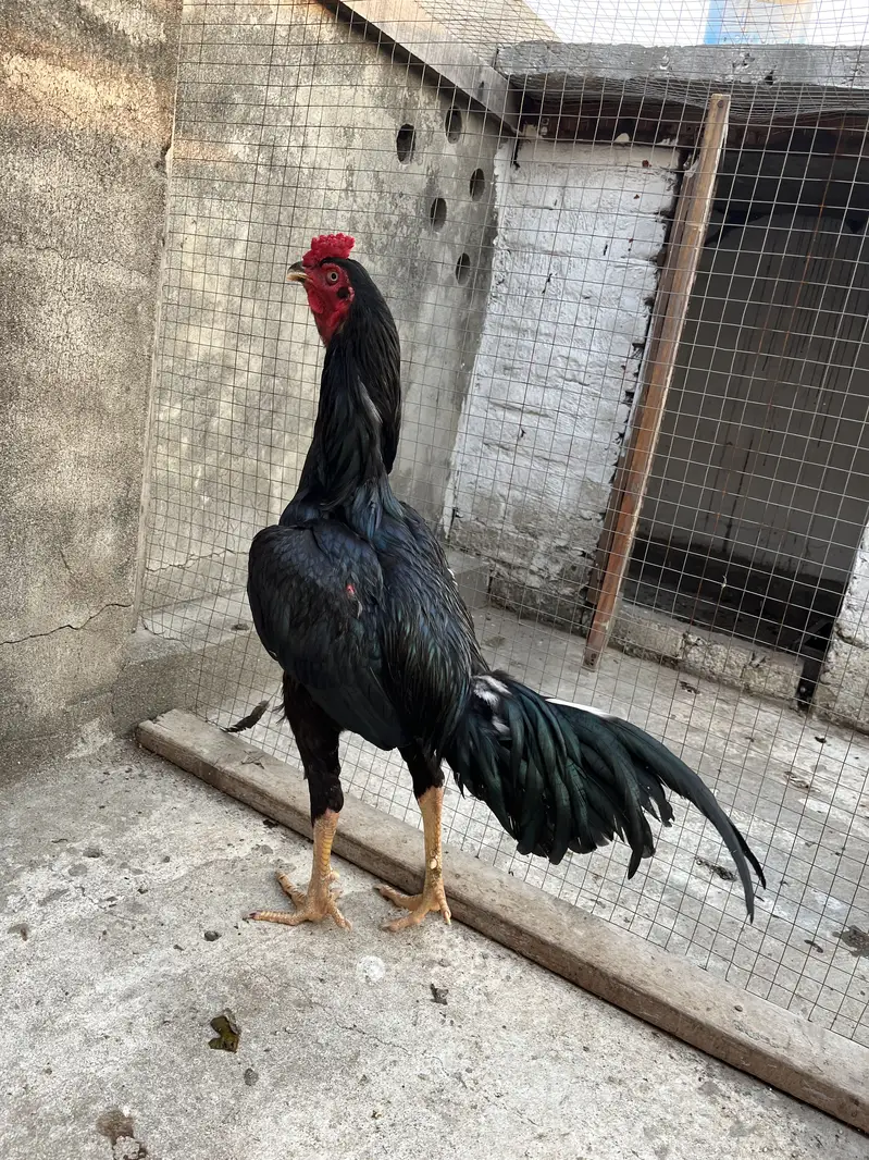 Aseel Mushka top bloodline young patha — photo 5