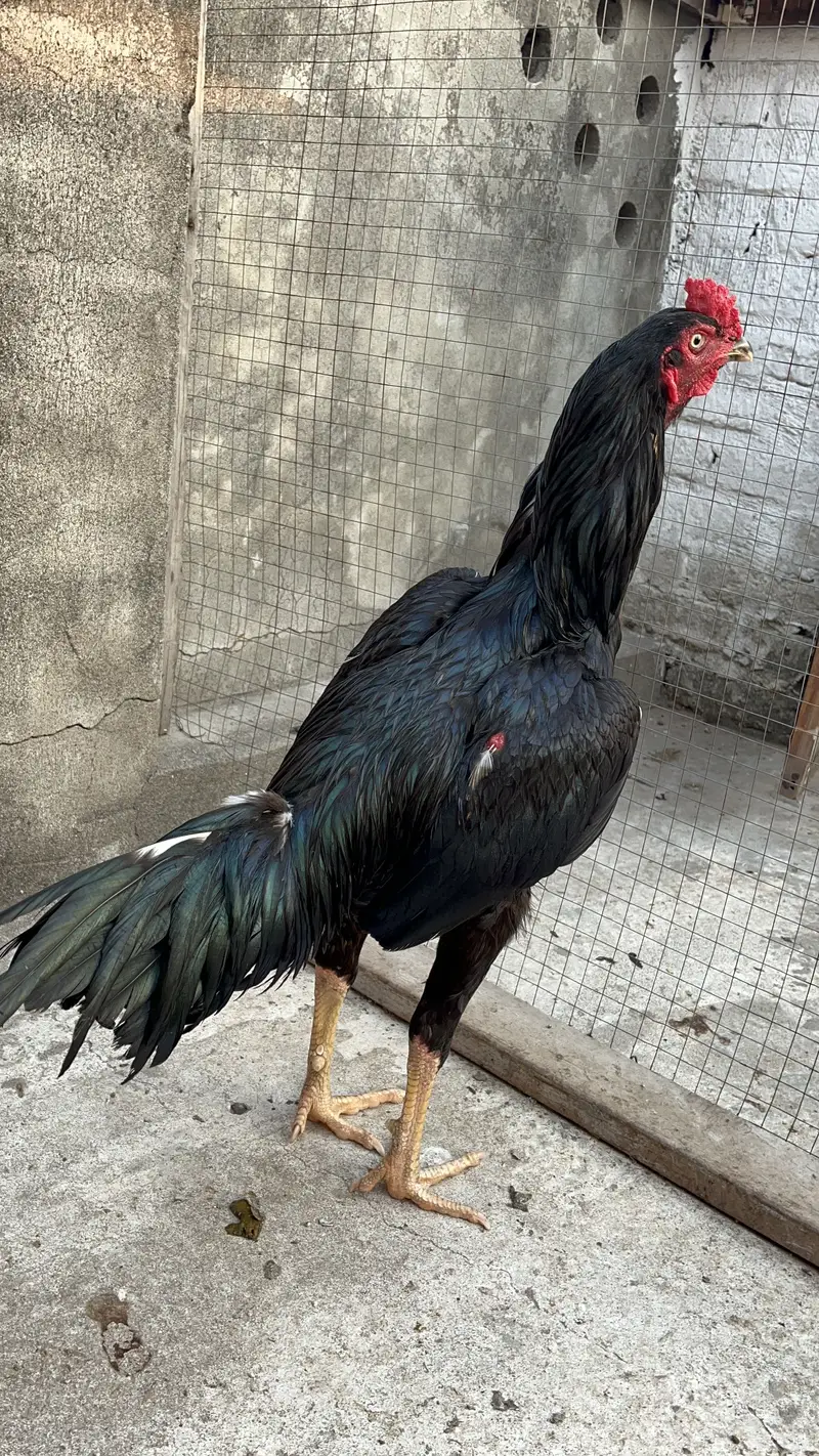 Aseel Mushka top bloodline young patha — photo 6