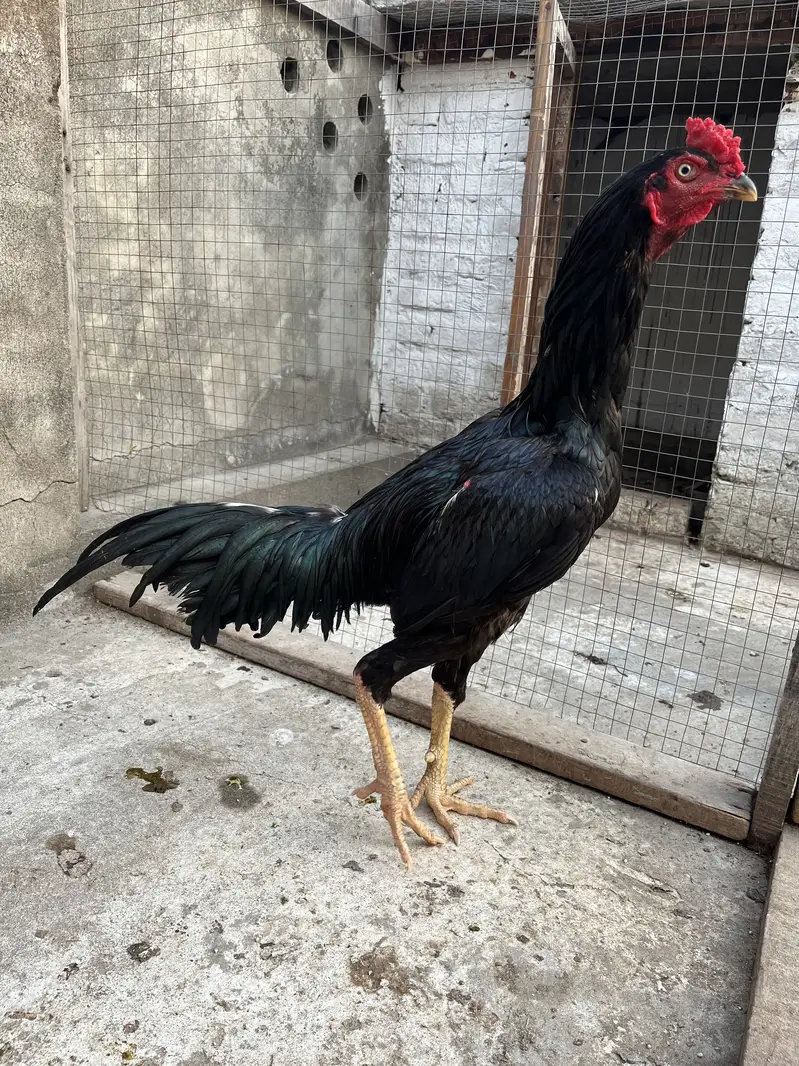 Aseel Mushka top bloodline young patha — photo 7