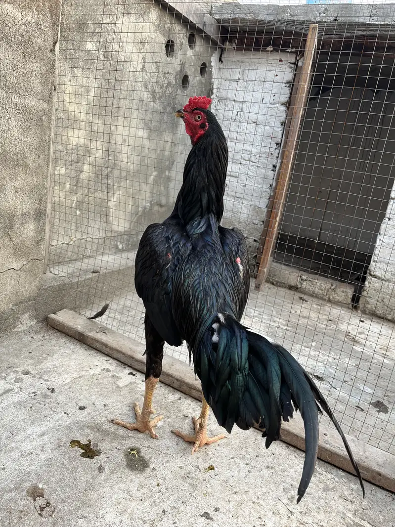 Aseel Mushka top bloodline young patha — photo 9