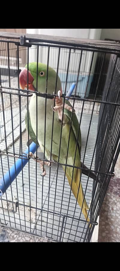 parrot