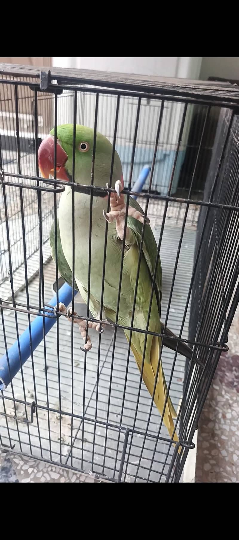 parrot 0