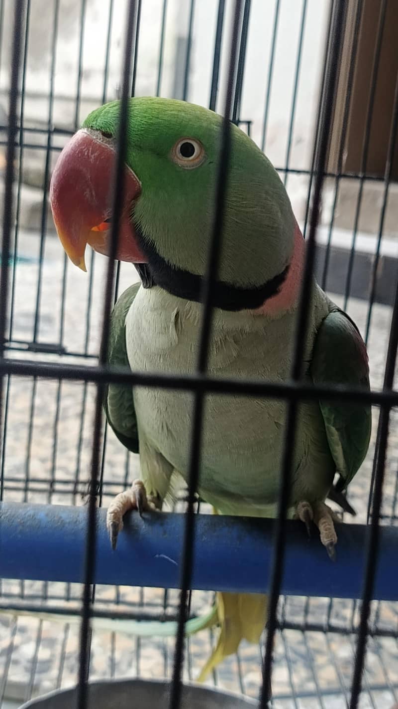 parrot 1
