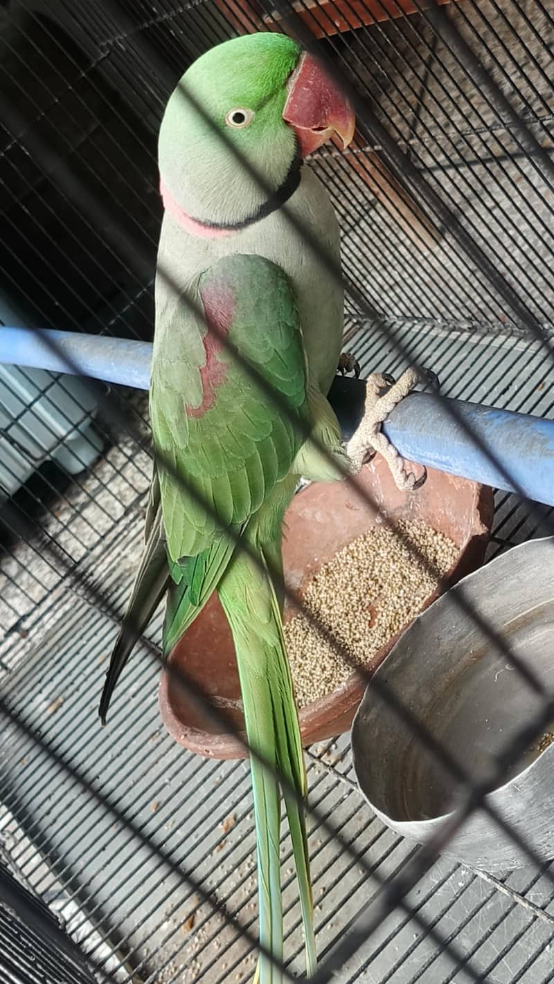parrot 2