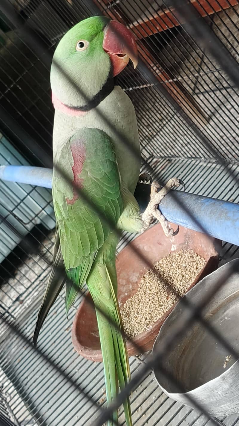 parrot 3