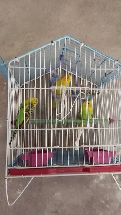 Australian parrot's