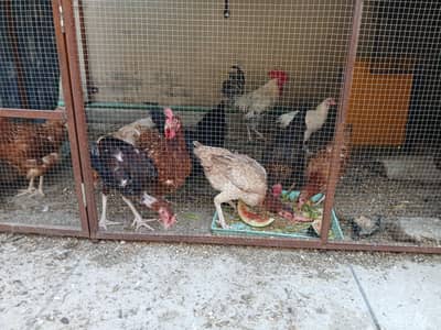 Desi anday wali murghian for sale