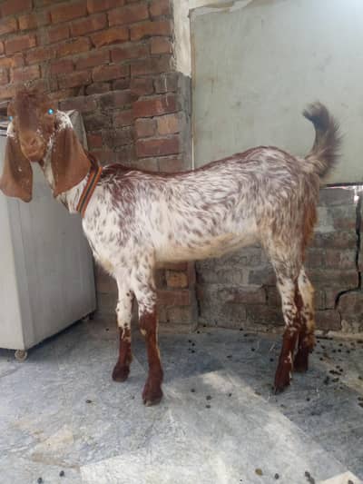 2 Female Goats