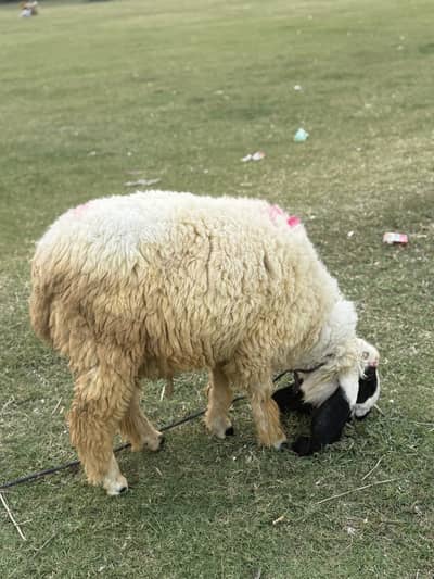 12 moths old sheep for sale urf lelaa
