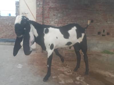 bakra