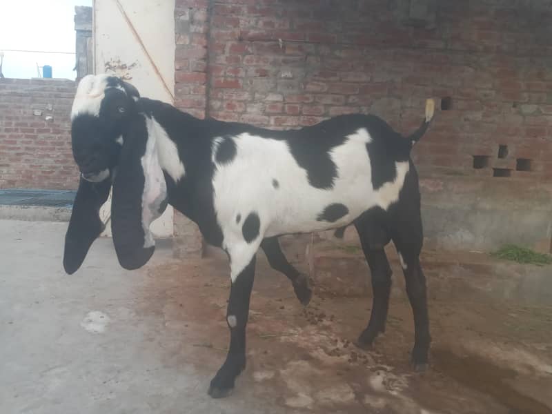 bakra 0