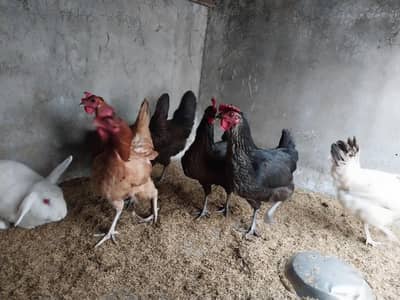 Golden Misri Desi Hens Egg laying Holland Cross Bunny's White