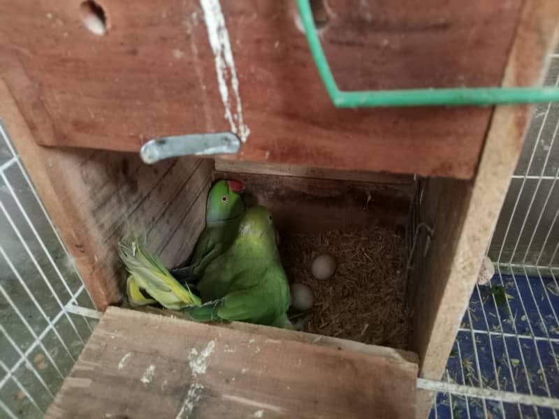 parrot  0