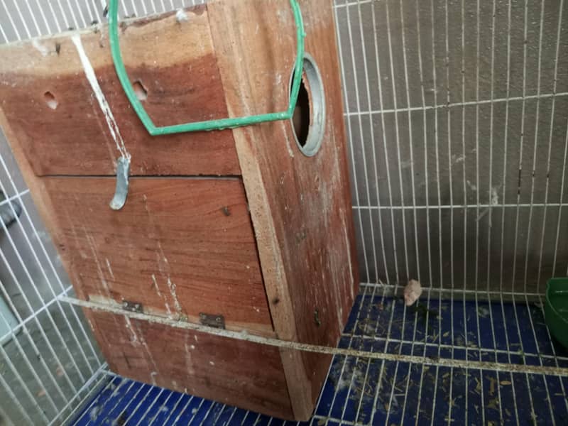 parrot  1