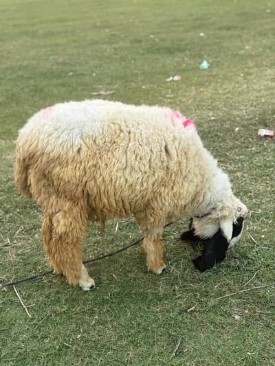 Kajla Chatra Sheep & Goat | Premium Qurbani