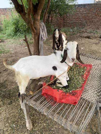 Bakra For Sale