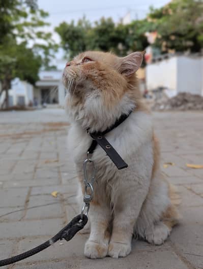 Male Cat