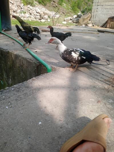 duck egg da Rahi hay