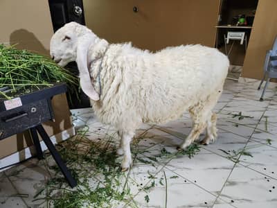 dumba 2 dant