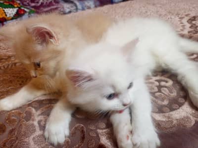 Kittens for sell